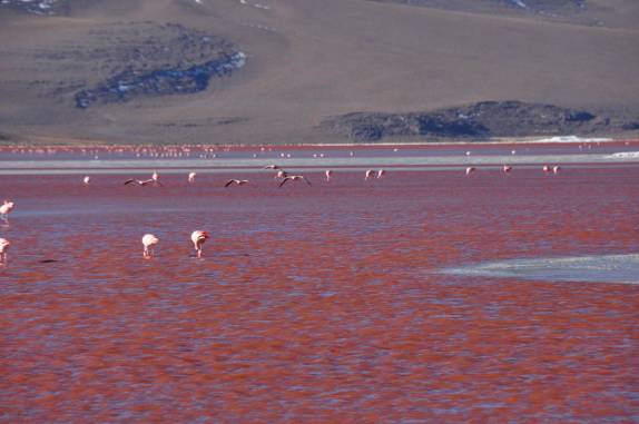 Flamingos se alimentam nas águas vermelhas da Laguna Colorada, no sudoeste da Bolívia